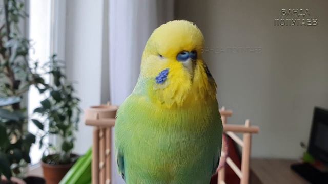 "Я милый попугайчик" 🎧 Учим попугая говорить. Урок № 87 смотреть онлайн