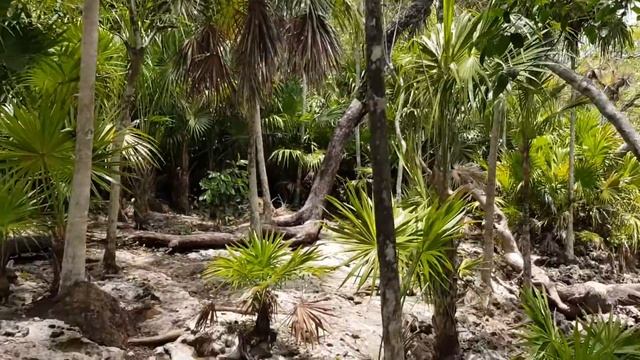 Куба. Cueva de los peces.Cuba.Пещера рыб глубиной в 80 метров. смотреть онлайн
