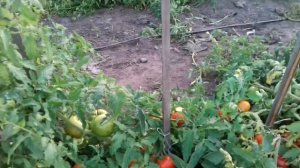 Очень  Вкусные  и  Большие ,Гибриды  томата F1  ПРЕЗИДЕНТ и  БИГ  -БИФ,а так же  Дебют