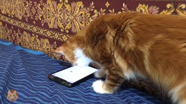 Мейн - кун и смартфон! Cat and smartphone !猫とスマートフォン ! смотреть онлайн