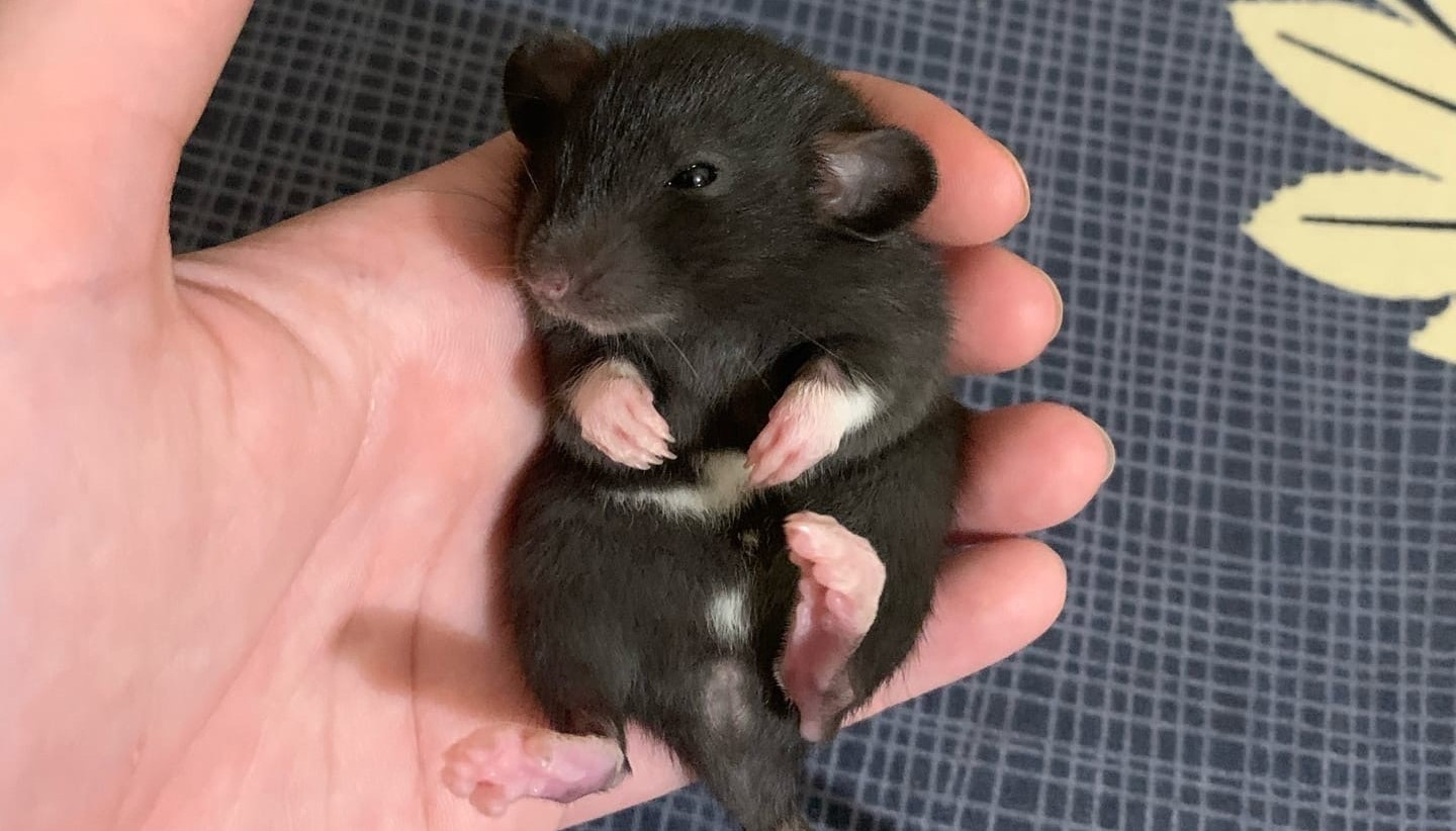 ОЧЕНЬ РУЧНОЙ КРЫСЕНОК-ДЬЯВОЛЕНОК :) смотреть онлайн