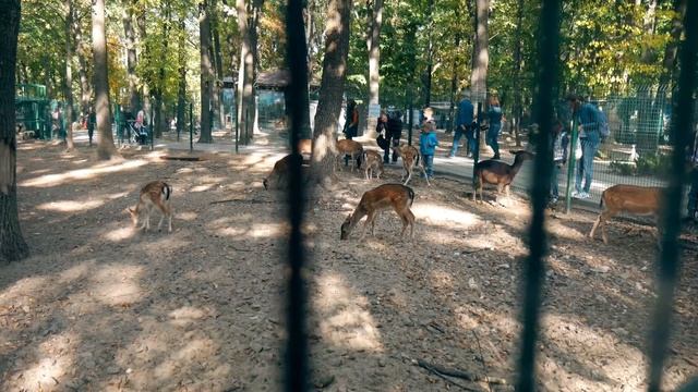 Фельдман Экопарк - экскурсия парком / Feldman Ecopark - park tour  4К смотреть онлайн