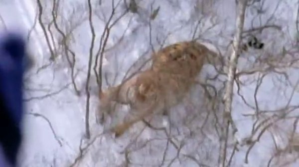 Отлов Амурских Тигров Учеными. Trapping Of Amur Tigers 2