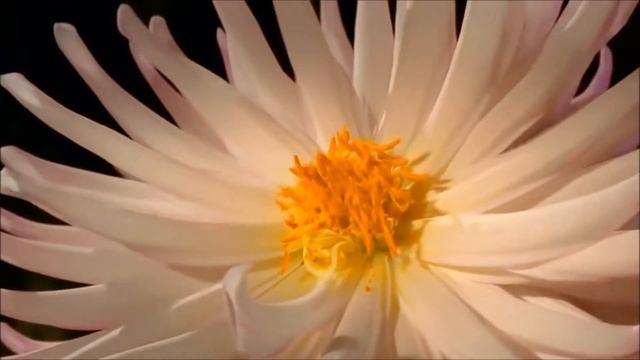 С днем рождения Наташа! смотреть онлайн