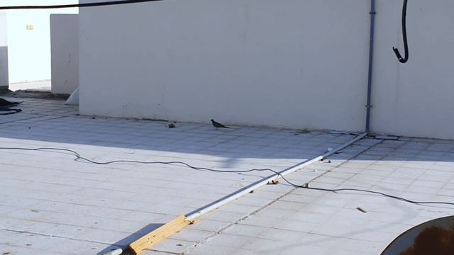 बिदेशको घरमा भेटियो यस्तो चिज || Saila Bhai New Vlog || Fohor ko Sahar смотреть онлайн