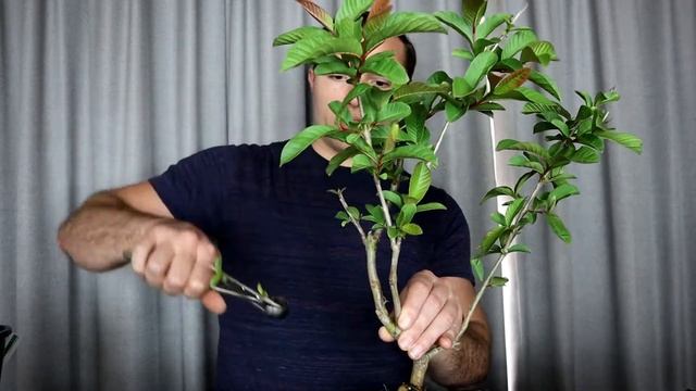 Making Guava Bonsai And Growing Maple Bonsai From Seed - Bonsai For Beginners