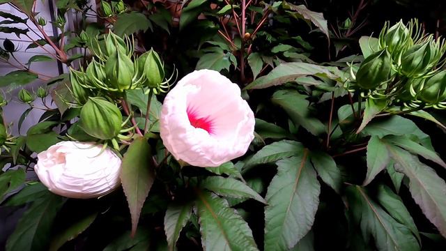 Time lapse of dinner plate hibiscus flower pods blooming смотреть онлайн