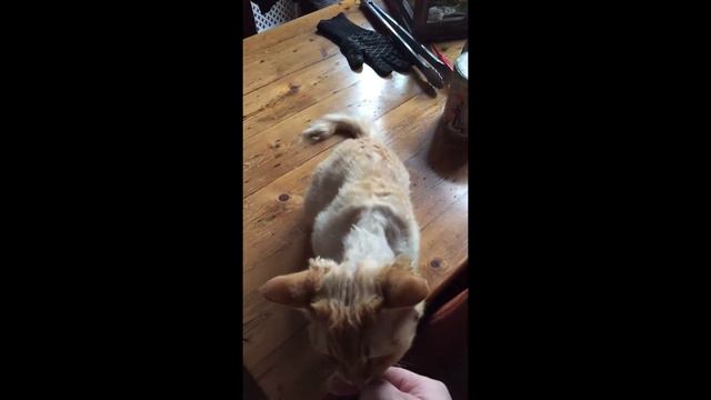 My cat, a Devon rex, shakes hands смотреть онлайн