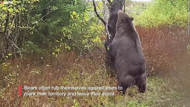 Bear enjoys back scratching session | SWNS смотреть онлайн
