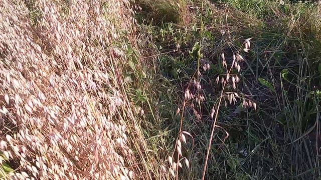 первая вОда Алиса смотреть онлайн