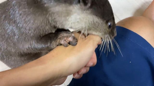 This is what I do with otters every day to get along with them. [Otter life Day 597] смотреть онлайн