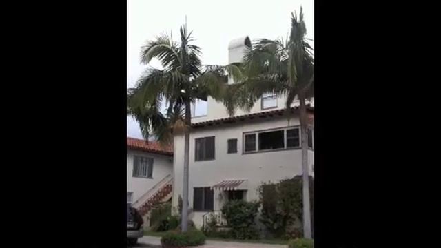 Archontophoenix cunninghamiana - King Palm смотреть онлайн