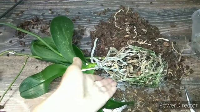 🕊️По законам аэродинамики, физики, и совокупности иных обстоятельств👩🏻🚀 смотреть онлайн