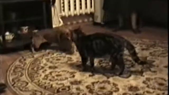 Смешные игры кошек и собак смотреть онлайн