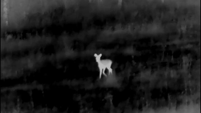 ТЕПЛОВИЗОР PULSAR AXION XQ38 смотреть онлайн