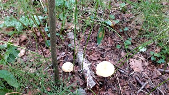 Блогер ушёл в лес, 🍄🍄 грибы посмотреть.🐻🐺🐶🐸🙉 смотреть онлайн