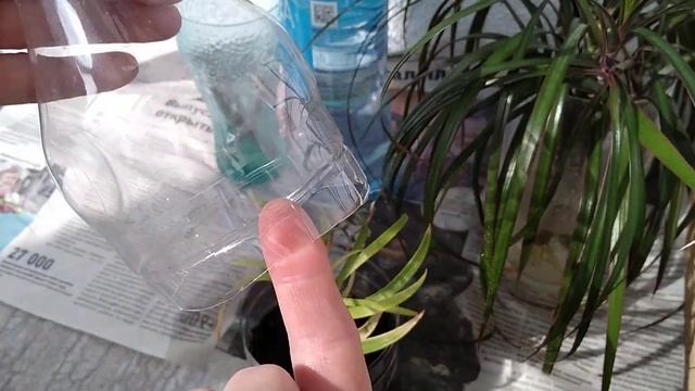 Размножаю лилии листьями и стеблями. Корни драцены смотреть онлайн