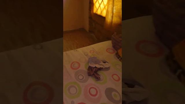 Desi Dance смотреть онлайн