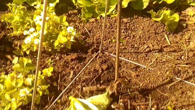 Клематис "Снежное облако" и хвойники. смотреть онлайн