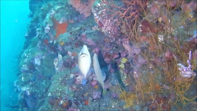 Diving in bali, Plongée à Bali , Buceo Bali nurkowanie, Tulamben COOLPIX W300 смотреть онлайн