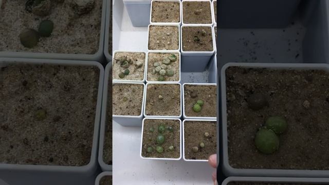 4й год не получается снимать шкурку с конофитумов смотреть онлайн