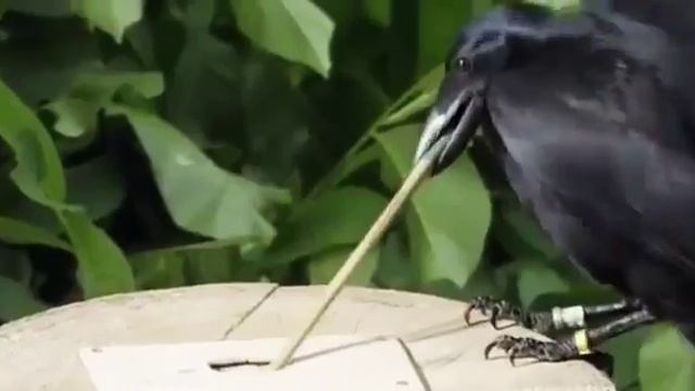 Ворон. Умная птица . смотреть онлайн