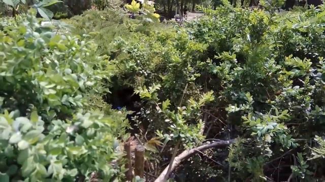 В кустах одесского парка кто-то торчит и стонет смотреть онлайн