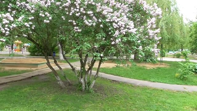 В парке цветёт рябина и сирень смотреть онлайн