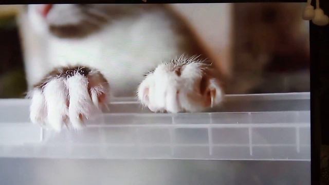 Коты . Сноу - Шу . Видео смотреть онлайн