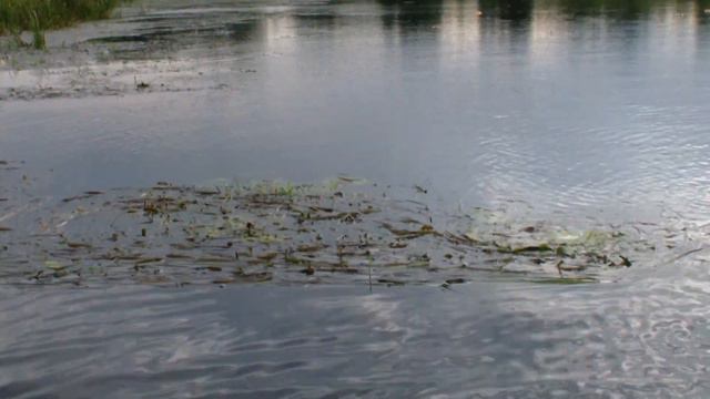 Рыбалка на кружки в последние выходные лета 2018 года. Выпуск 2 смотреть онлайн