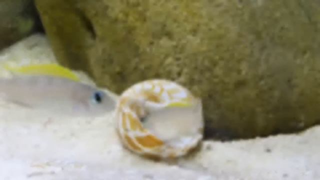 Lamprologus Caudopunctatus Лампрогус ракушатус:))))