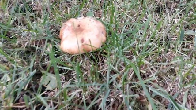 Грибы на газоне смотреть онлайн