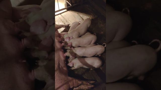 Поросята СМ 1 смотреть онлайн