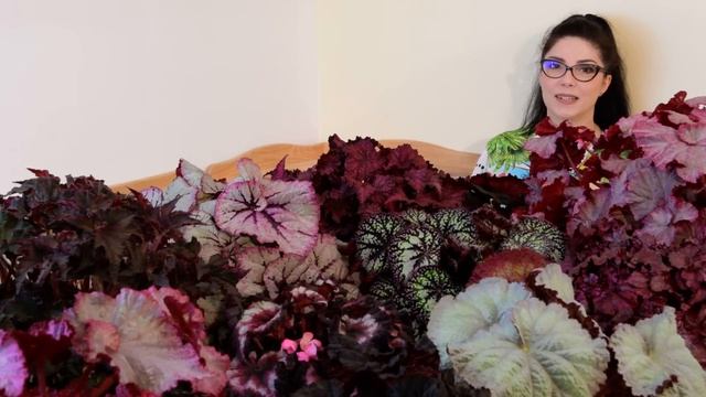 Бегонии, уход. Ответы на ваши вопросы о бегониях.