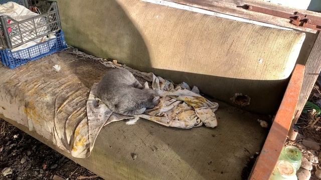 #89 Замариновали гуся к Новому году! / Жизнь в деревне смотреть онлайн