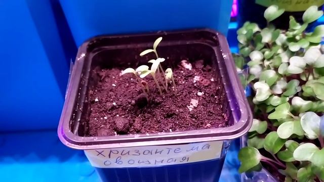 Черешковый сельдерей в домашнем огороде. смотреть онлайн