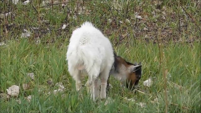 Звук козы или как говорит коза смотреть онлайн
