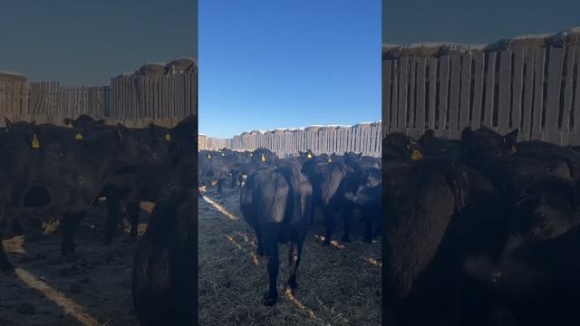 Продажа КРС АНГУС (коровы) смотреть онлайн