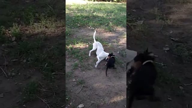 Полли и Лиза играют в догонялки. смотреть онлайн