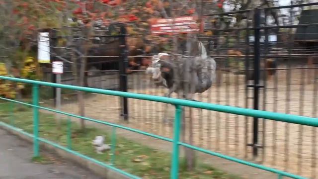 Танцы страусов в зоопарке Лимпопо ННов смотреть онлайн