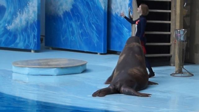 Моржиха Тика смотреть онлайн