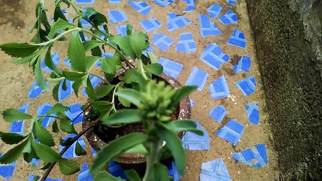 Stevia plant information смотреть онлайн