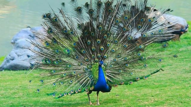 Beautiful Peacock (HD1080p) смотреть онлайн