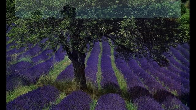 Lavender Blue by Robin Spielberg (Relaxing Music) HD смотреть онлайн