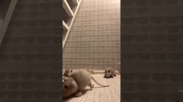 жидкий rat ? смотреть онлайн