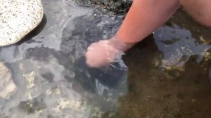 Ловим крабов в КРЫМУ!