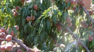 Персик Воронежский кустовой: начинаем прием заявок на сезон 2018!