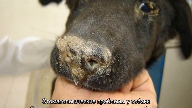 Собака вялая, отказывается от еды и все время лежит