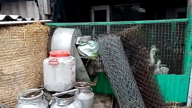 Новый житель двора! Сколько заготавливаем зерна на год.