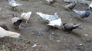 Бакинские широкохвостые, Махачкалинские бойные голуби Абубакра Рабаданова из г. Хасавюрт / Дагестан